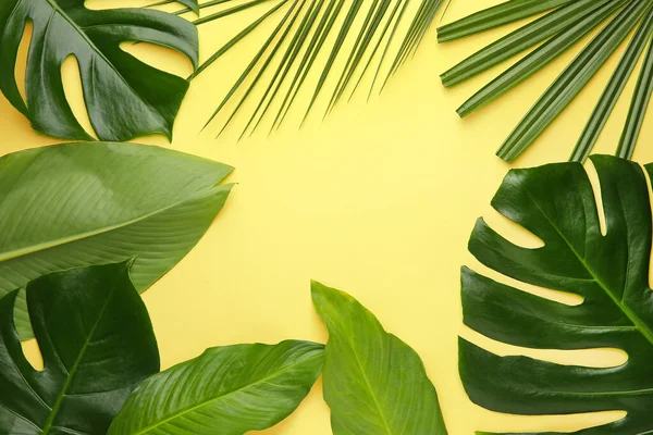 Frische tropische Blätter auf farbigem Hintergrund — Stockfoto