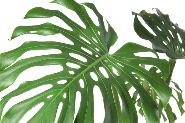 白い背景に緑の熱帯の葉 — ストック写真