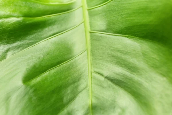 Texture of green tropical leaf, closeup — Stock Photo, Image