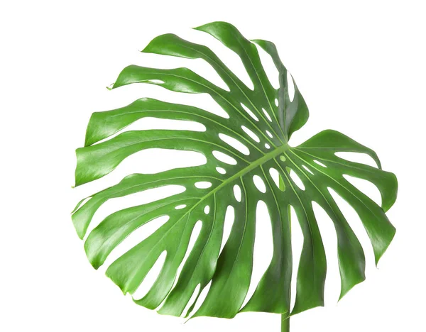 Зелений тропічний лист на білому тлі — стокове фото