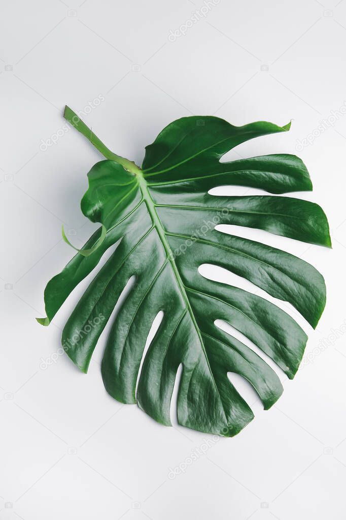 Fresh tropical leaf on light background
