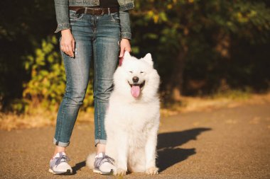Şirin Samoyed köpeği ve açık hava sahibi.