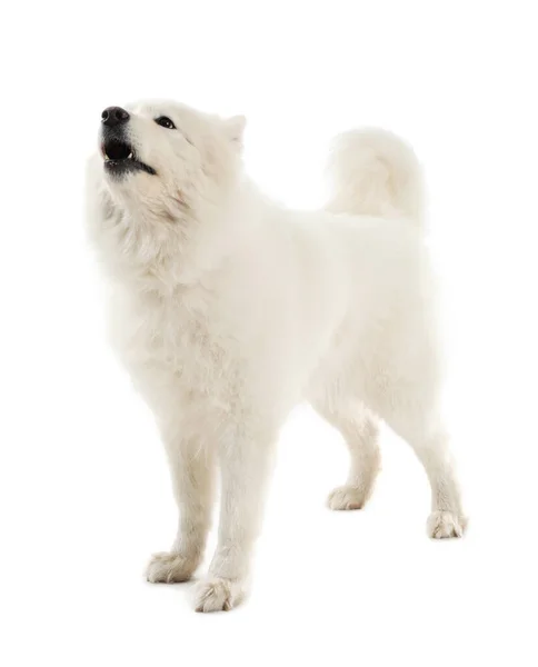 Cão bonito Samoyed no fundo branco — Fotografia de Stock