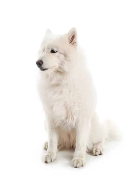 Beyaz arka planda şirin Samoyed köpeği — Stok fotoğraf