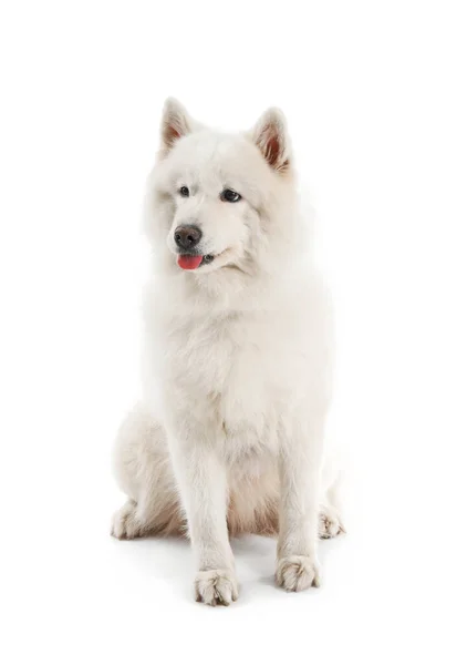 Aranyos Samoyed kutya fehér háttér — Stock Fotó