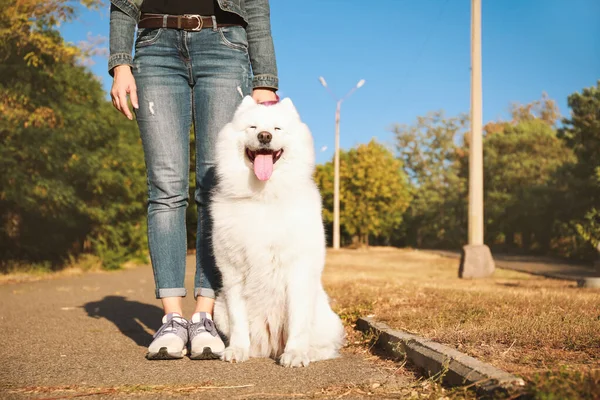Cute Samoyed dog with owner outdoors — Stock Photo, Image