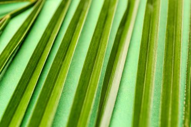 Yeşil tropikal yaprak dokusu, yakın plan.