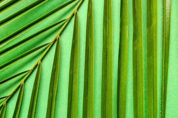 Texture di foglia tropicale verde, primo piano — Foto Stock