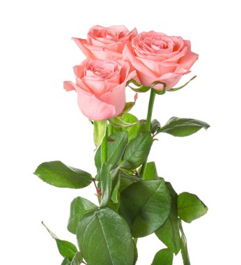 Beyaz arka planda güzel açan güller