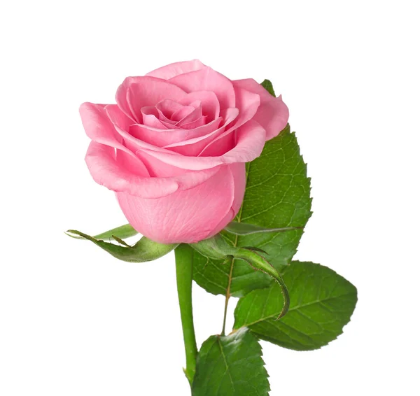 Beautiful blooming rose on white background — Stock Photo, Image