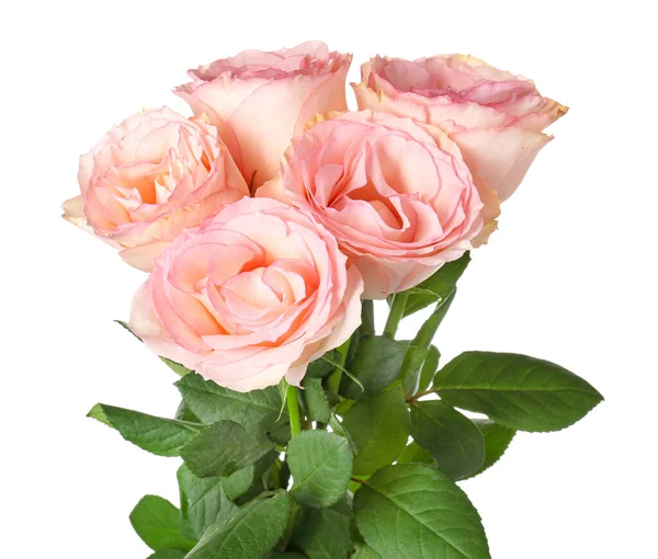 Belle rose fiorite su sfondo bianco — Foto Stock