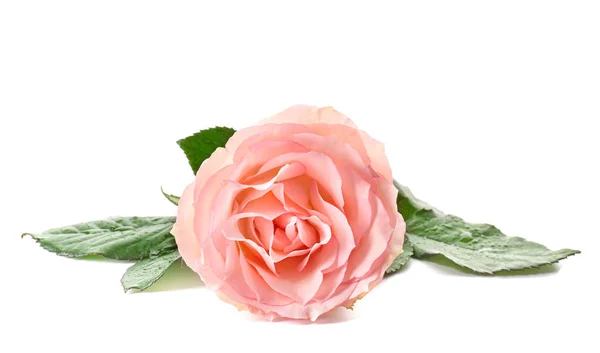 Bela rosa flor no fundo branco — Fotografia de Stock
