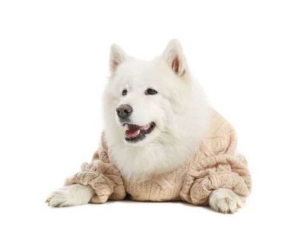 Söt Samoyed hund i varm tröja på vit bakgrund — Stockfoto