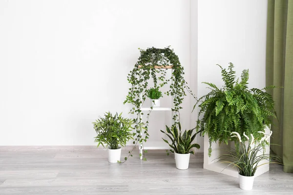 Interno di camera moderna con piante d'appartamento verdi — Foto Stock