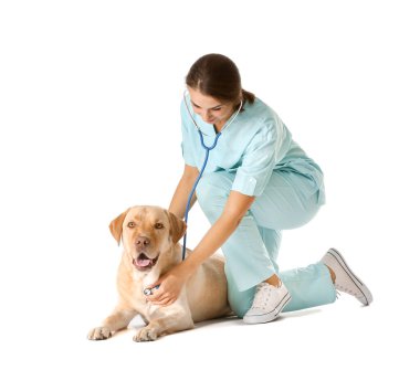 Beyaz arka planda sevimli köpek ile Veteriner