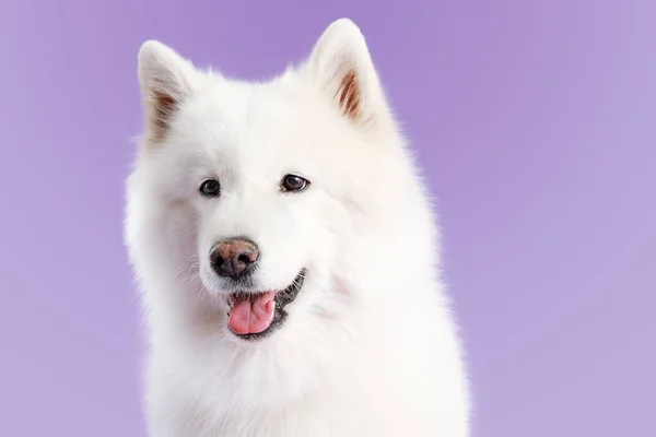 颜色背景上可爱的萨摩亚狗 — 图库照片