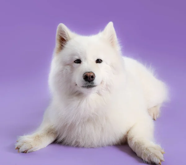 Roztomilý Samoyed pes na barevném pozadí — Stock fotografie