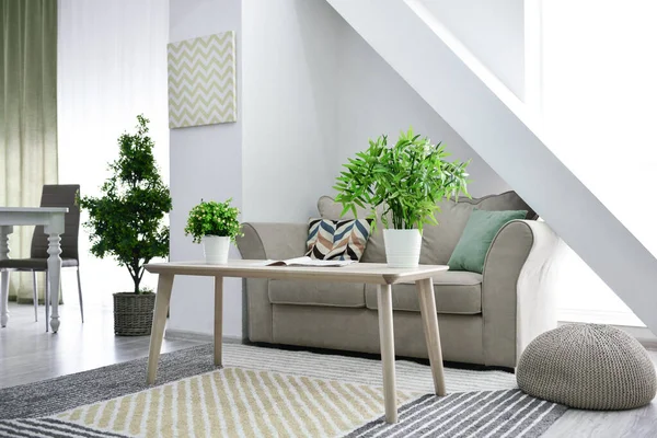 Green houseplants in interior of living room — Stock Photo, Image