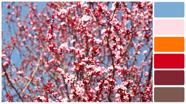 春の日に美しい開花木。異なる色パターン — ストック写真