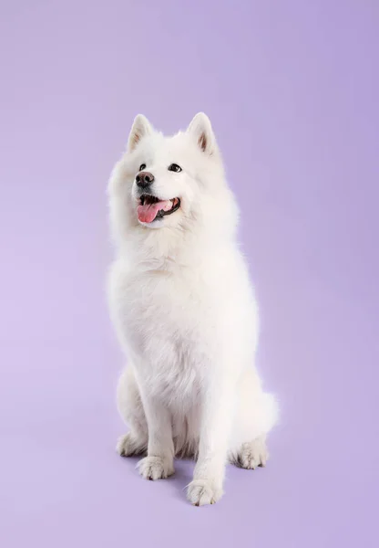 Roztomilý Samoyed pes na barevném pozadí — Stock fotografie