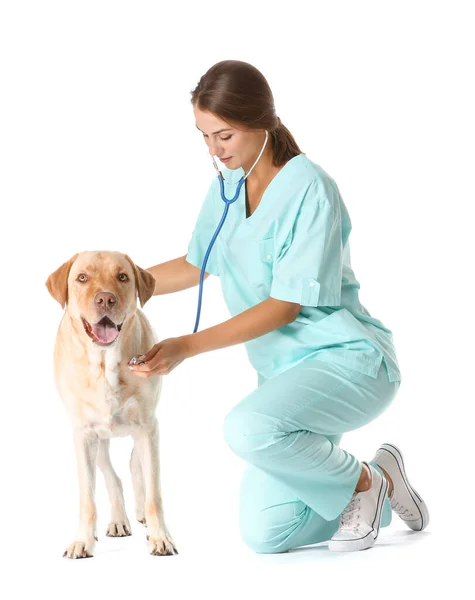 Veterinário com cão bonito no fundo branco — Fotografia de Stock