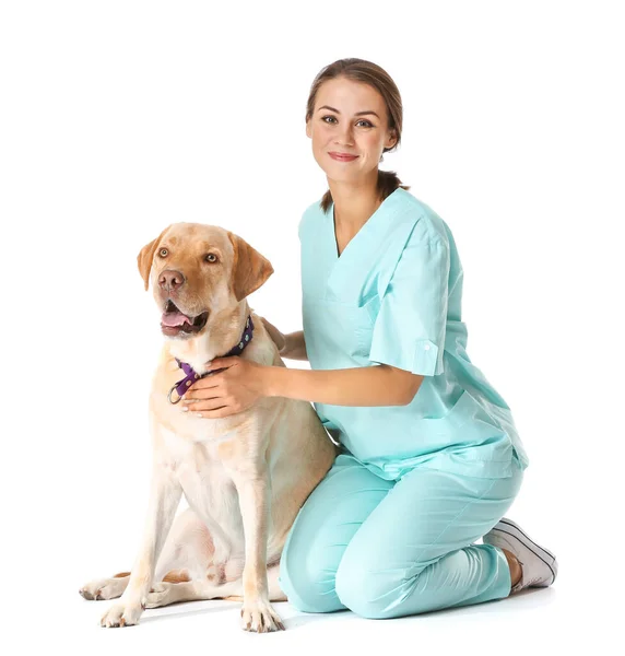 Veterinär med söt hund på vit bakgrund — Stockfoto