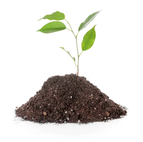 Heap of soil with plant on white background — Stockfoto