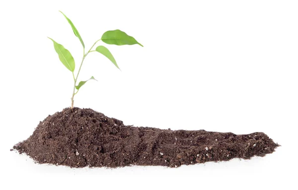 Heap of soil with plant on white background — Stock Photo, Image