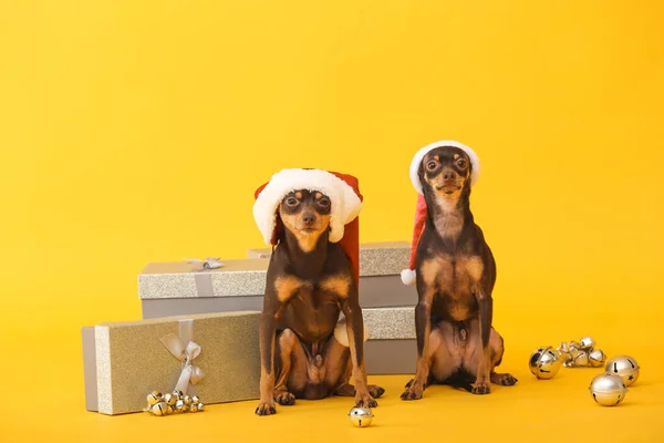 Cute toy terrier dogs with Santa Claus hats and gifts on color background — Stock Photo, Image