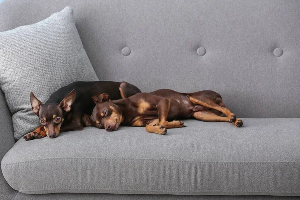 Милые игрушечные терьеровые собаки лежат на диване — стоковое фото