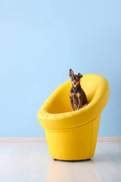 Cute toy terrier dog in armchair indoors