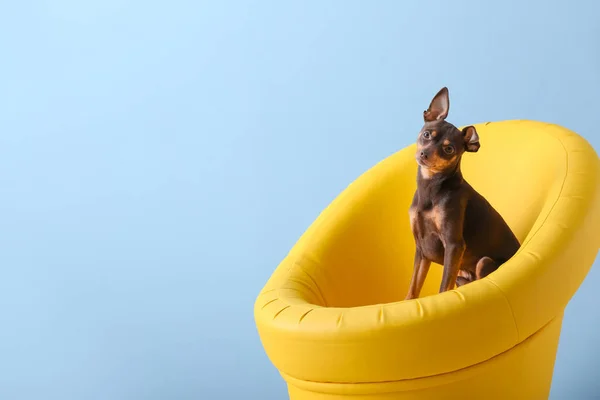 Bonito brinquedo terrier cão na poltrona no fundo de cor — Fotografia de Stock