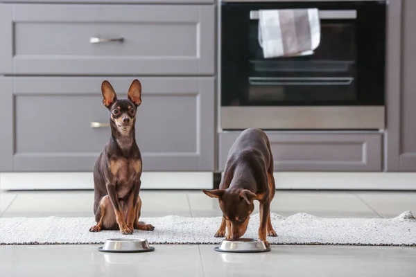 Cute toy terrier dogs with bowls of food in kitchen