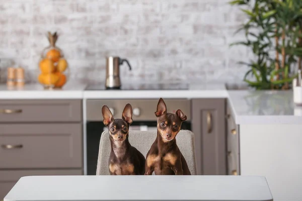 Cute toy terrier dogs in kitchen