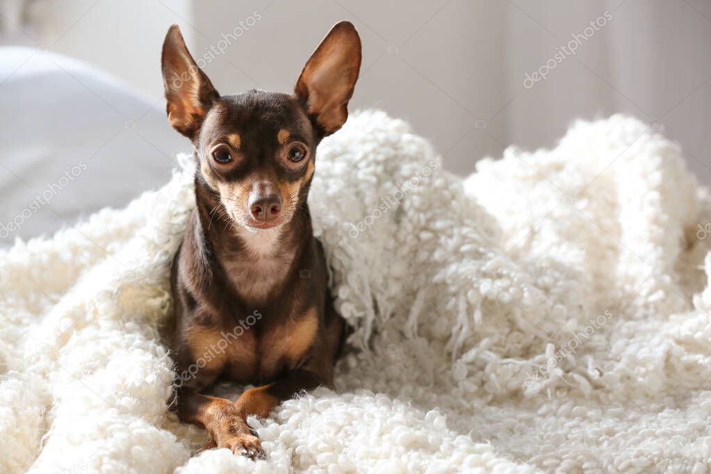 Cute toy terrier dog lying on bed