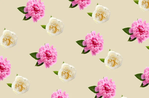 Viele Schöne Pfingstrosenblumen Auf Farbigem Hintergrund — Stockfoto