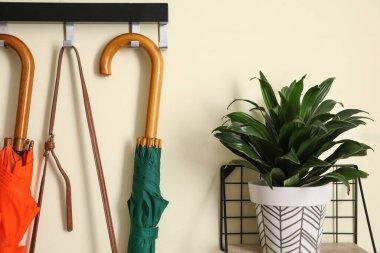 Salonun içindeki duvarda şık şemsiyeler asılı.