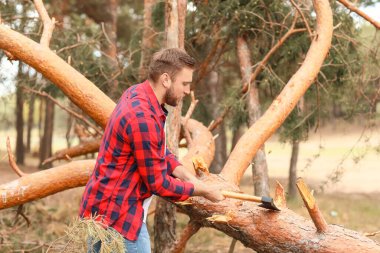 Yakışıklı oduncu ormandaki ağaçları kesiyor.