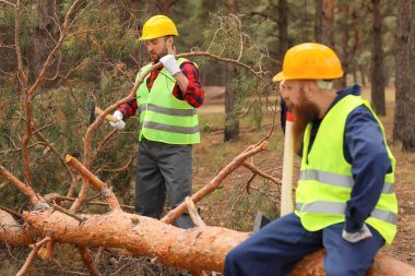 Yakışıklı oduncular ormandaki ağaçları kesiyor.