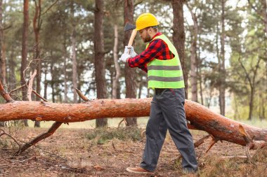 Yakışıklı oduncu ormandaki ağaçları kesiyor.