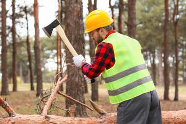Yakışıklı oduncu ormandaki ağaçları kesiyor.
