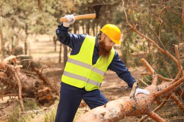 Yakışıklı oduncu ormandaki ağaçları kesiyor.