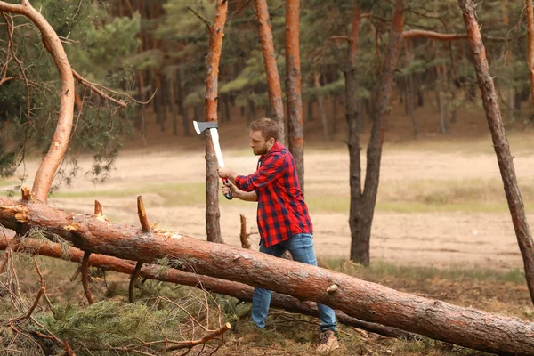 Handsome Lumberjack Cutting Trees Forest — Stock Photo, Image