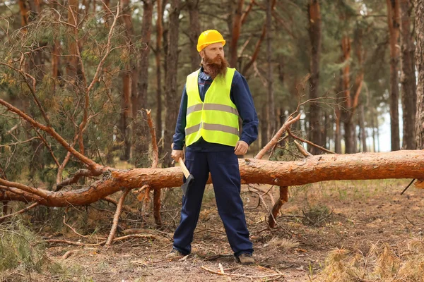 Handsome Lumberjack Cutting Trees Forest — Stock Photo, Image