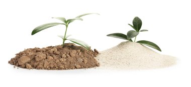 Beyaz arka planda genç bitkilerle dolu bir yığın toprak.