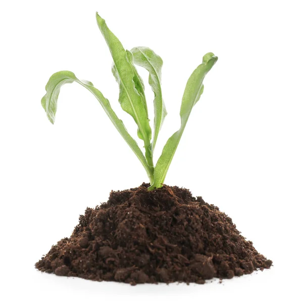 Heap Soil Young Plant White Background — Stock Photo, Image