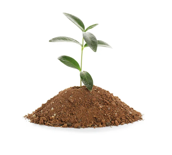 Heap Soil Young Plant White Background — Stock Photo, Image