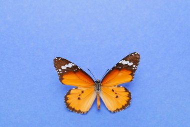 Renkli arka planda güzel kelebek