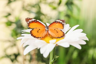 Açık havada çiçekler üzerinde güzel bir kelebek