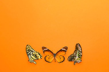 Renkli arka planda güzel kelebekler